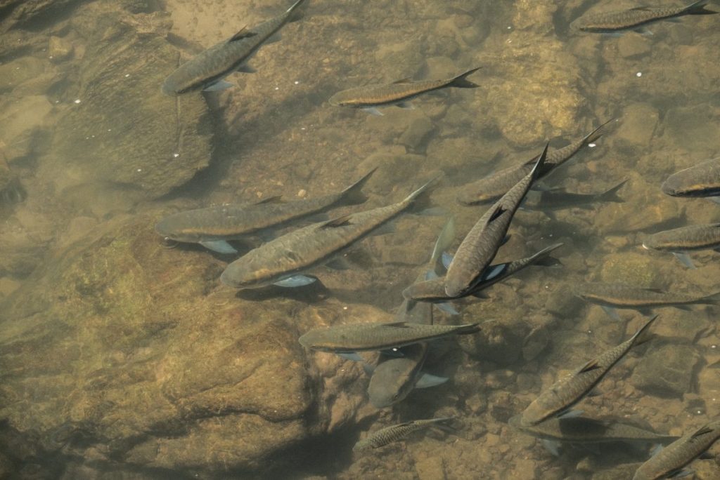 ปลาพลวง, แม่น้ำ, เขตอนุรักษ์, 